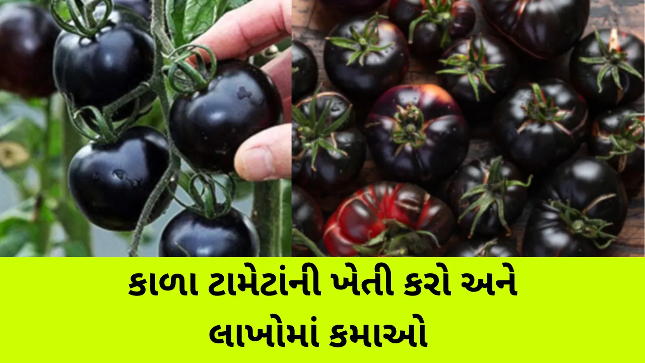 Business Idea: કાળા ટામેટાંની ખેતી કરવી, ખેડૂતો માટે નફાકારક બિઝનેસ 1 બ્લેક ટામેટાની ખેતી (Black Tomato Farming in Gujarati)