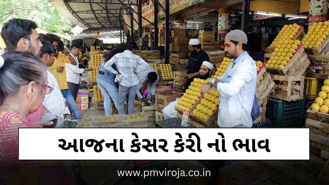 બમ્પર કેરીની આવક ભાવ પર અસર: જાણો આજના કેસર કેરીનો ભાવ 2023 1 Mango prices today | આજના કેસર કેરીનો ભાવ 2023 | Kesar keri Price