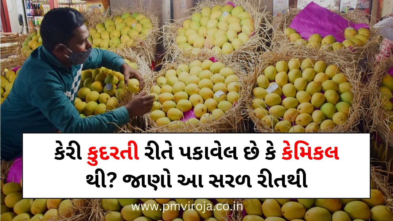Mango health Tips: કેરી કુદરતી રીતે પાકેલી છે કે રાસાયણિક રીતે? જાણો સરળ રીતે 1 Fresh and juicy mangoes, naturally ripened and free from chemicals, ready to be enjoyed, Mango health Tips